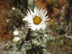 Coronidium newcastlianum