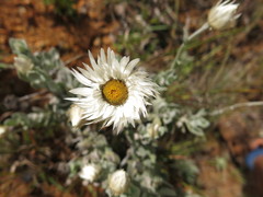 Coronidium newcastlianum