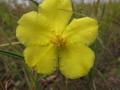 Hibbertia longifolia