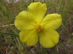 Hibbertia longifolia