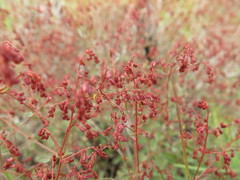 Gonocarpus acanthocarpus