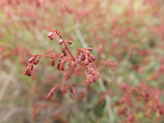 Gonocarpus acanthocarpus