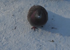 Columba livia