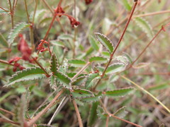 Gonocarpus acanthocarpus