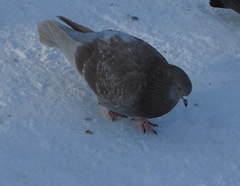 Columba livia