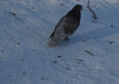 Columba livia