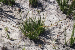 Aristea cantharophila