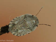 Sciocoris deltocephalus