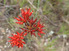 Haemodorum coccineum