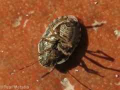 Sciocoris deltocephalus