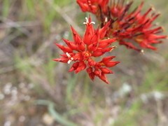 Haemodorum coccineum