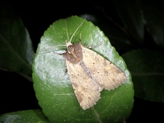 Rhynchaglaea scitula