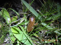 Dendropsophus sanborni