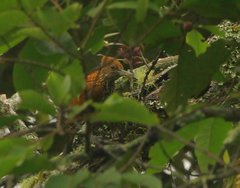 Chrysocolaptes lucidus montanus