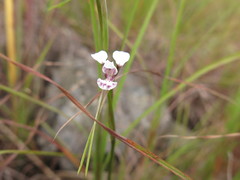 Diuris oporina