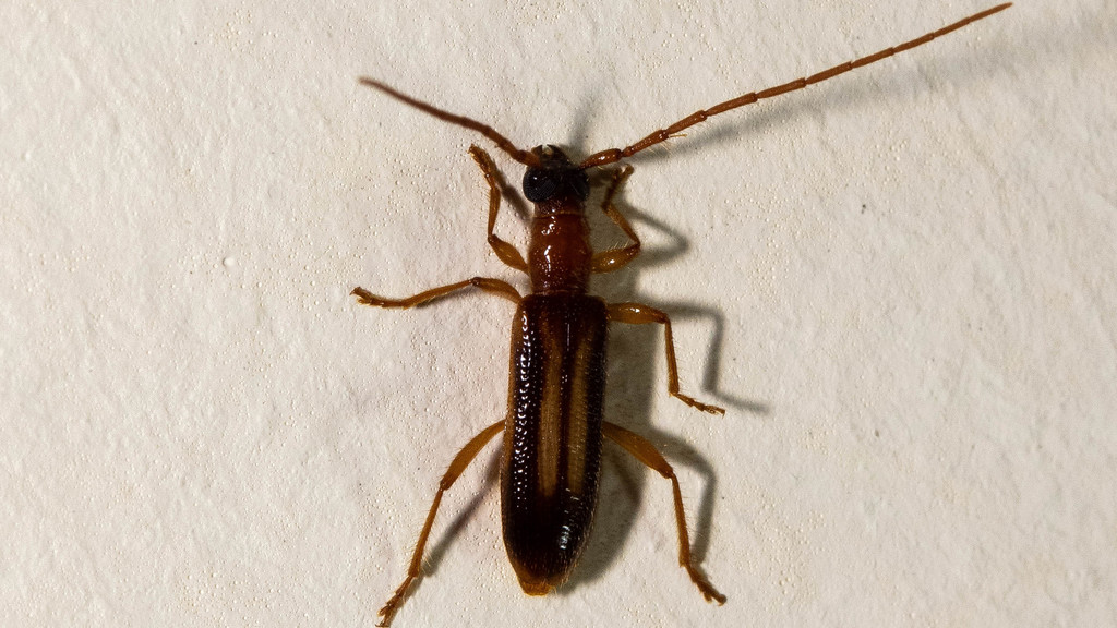 Atesta dorsale