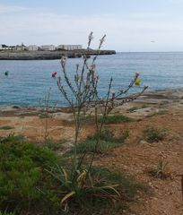 Asphodelus ramosus ramosus