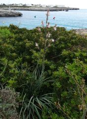 Asphodelus ramosus ramosus