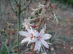 Asphodelus ramosus ramosus