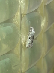 Phtheochroa simoniana