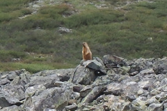Marmota baibacina