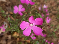 Silene pseudoatocion