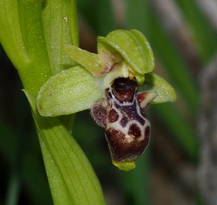 Ophrys umbilicata