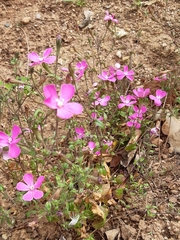 Silene pseudoatocion