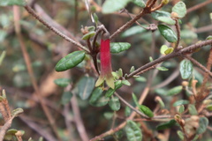 Correa reflexa speciosa