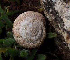 Sphincterochila cariosa