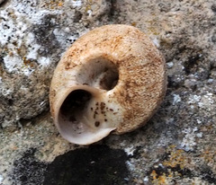 Sphincterochila cariosa