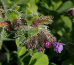 Alkanna strigosa