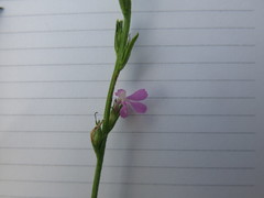 Striga curviflora