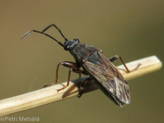 Peritrechus gracilicornis