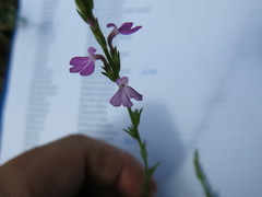Striga curviflora
