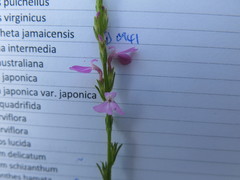 Striga curviflora