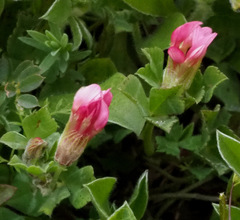 Trifolium eriosphaerum