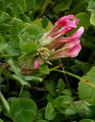 Trifolium eriosphaerum