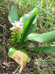 Curcuma australasica