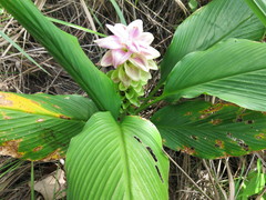 Curcuma australasica