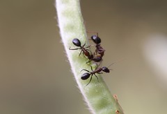 Camponotus sylvaticus