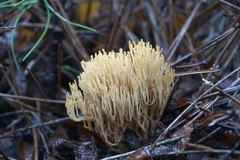Ramaria gracilis