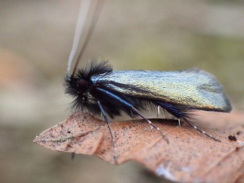 Green Longhorn Moth