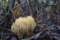 Ramaria gracilis