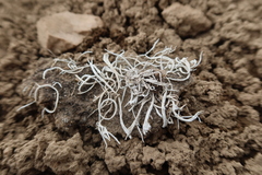 Thamnolia vermicularis