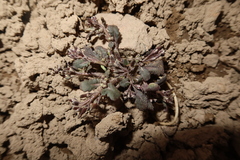 Weberbauera herzogii