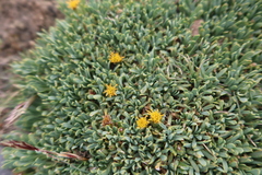 Senecio vegetus