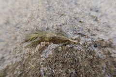 Myriophyllum quitense