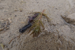 Myriophyllum quitense