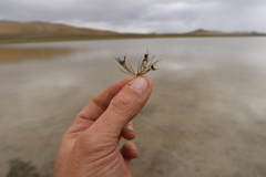 Myriophyllum quitense